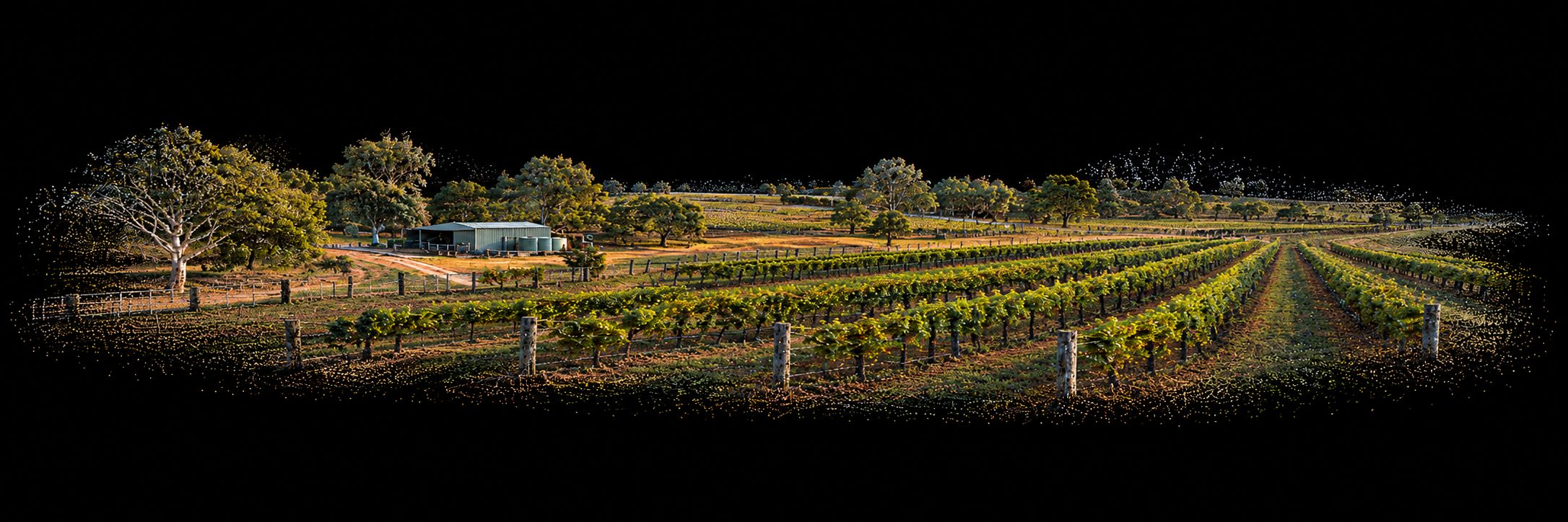 3D point cloud scan of a vineyard with rows of vines, a farm shed and gum trees